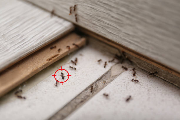Best Mosquito Control Services  in Bangor, WI
